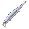 American Shad 