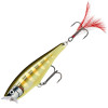 Striped Grey Shiner STGS 