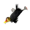 03 Coot 
